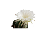 Saguaro Blossom
